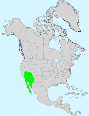 North America species range map for Ambrosia dumosa: Click image for full size map